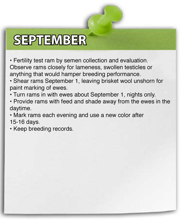 September Shepherd Schedule